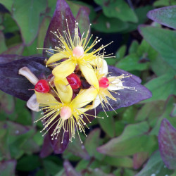Hypericum × inodorum Magical ® 'Impression' - Kolmagimpre