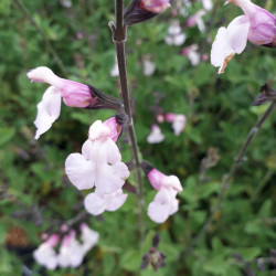 Salvia microphylla ‘Delice...