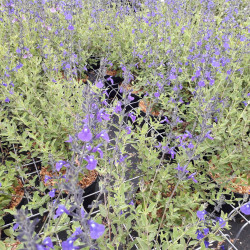 Salvia microphylla 'Délice Féline'