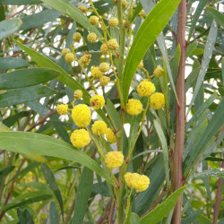 Acacia retinoides ‘Lisette’...