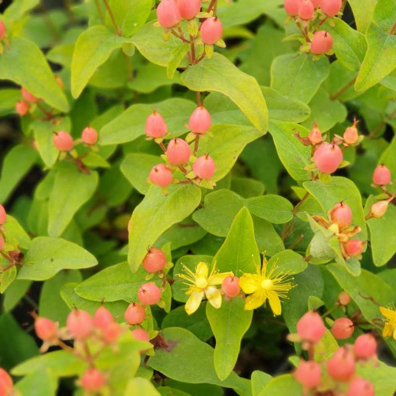 Hypericum × inodorum Magical ® 'Innocence' - Kolmaginno - MILLEPERTUIS
