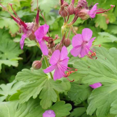 Geranium macrorrhizum - Géranium à gros rhizome I Pépinière en ligne