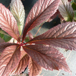 Rodgersia pinnata 'Bronze Peacock'