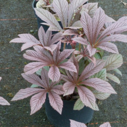 Rodgersia pinnata 'Bronze Peacock'
