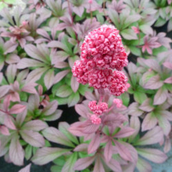 Rodgersia pinnata 'Bronze Peacock'