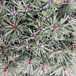 Pinus mugo ‘Miniglobus‘