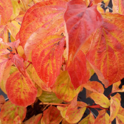 Cornus anguinea Magic flame à l'automne