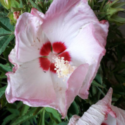 Hibiscus moscheutos ‘Fujin‘...