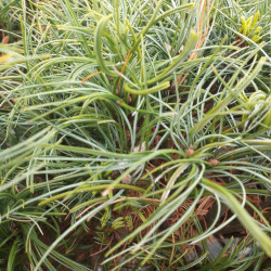 Pinus strobus 'Tiny Curls' - Pin blanc nain