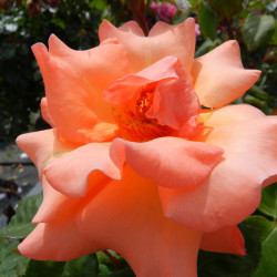 Rosa ‘Christophe Colomb‘ ®...