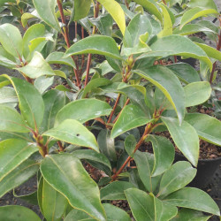 kalmia latifolia ‘Zebulon‘