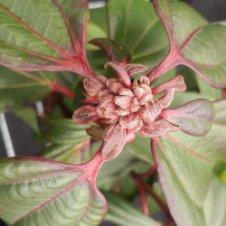 Arbuste compact Viburnum davidii en bordure de massif