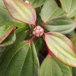 Viburnum davidii