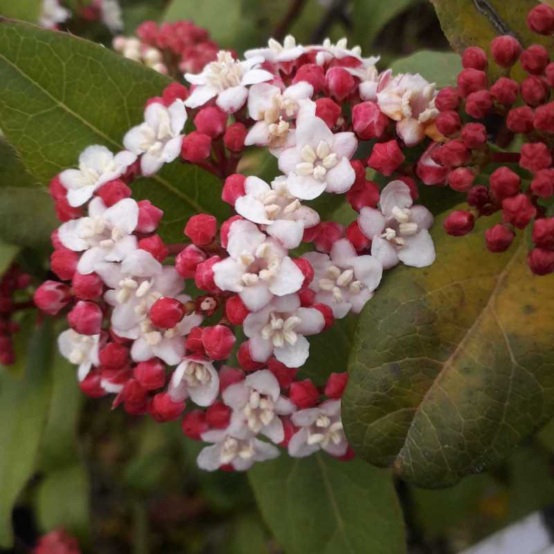 Viburnum tinus
