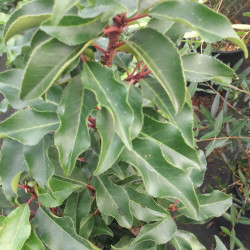 Prunus lusitanica ‘Brenelia’