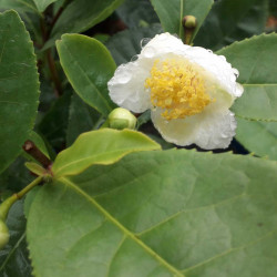 Camellia sinensis...