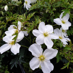 Clematis ‘Avalanche’ ®