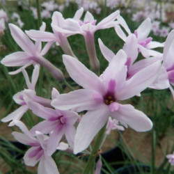 Tulbaghia violacea 'Purple Eye' - Ail d'ornement