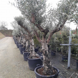 Olea europaea