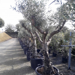 Olea europaea