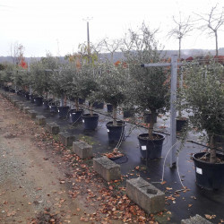 Olea europaea