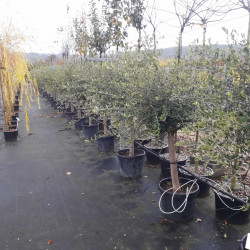 Olea europaea