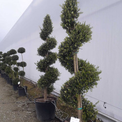 Olea europaea