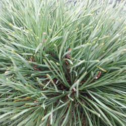 Pinus sylvestris ‘Chantry...