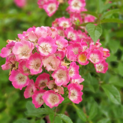 Rosa paniculata ‘Bicolore’