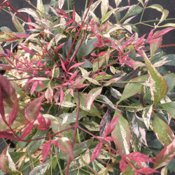 Nandina domestica ‘Red Light’ ® - Bambou sacré nain