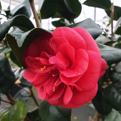 Camellia japonica ‘Lady...
