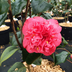 Camellia japonica...
