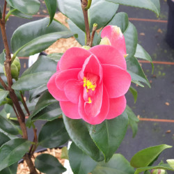 Camellia reticulata ‘Mary...