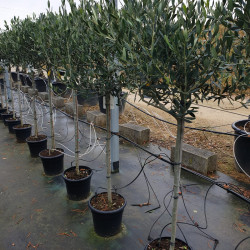 Olea europaea