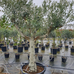 Olea europaea
