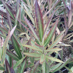 Nerium oleander ‘Tamouré’