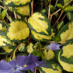 Vinca minor 'Illumination'