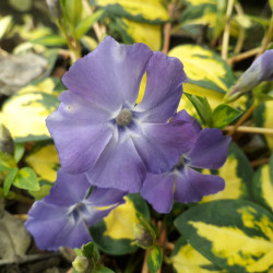 Vinca minor 'Illumination'