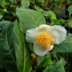 Camellia sinensis...