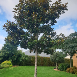 Magnolia grandiflora 'Galissoniensis'