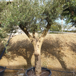 Olea europaea