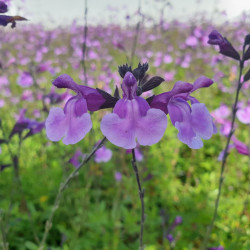 Salvia microphylla 'Carolus'