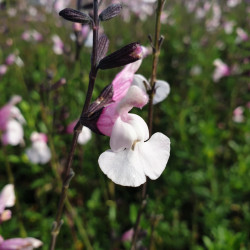 Salvia microphylla ‘Delice...
