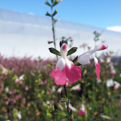 Salvia microphylla 'Pink Lips'