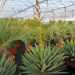 Yucca gloriosa ‘Lonestar‘