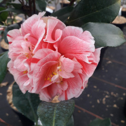 Camellia japonica ‘Chameleon’