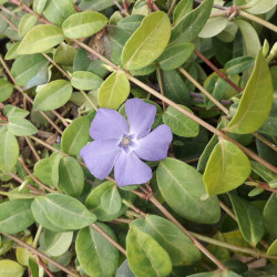 Vinca minor - petite pervenche