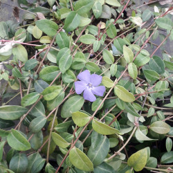 Vinca minor - petite pervenche