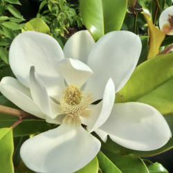 Magnolia grandiflora...