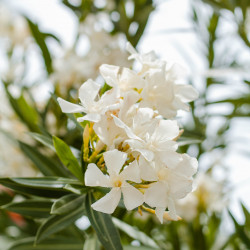 Nerium oleander  - Fleurs...